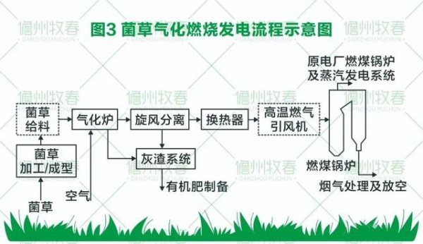 菌草变燃料 打造环保生物质发电新模式